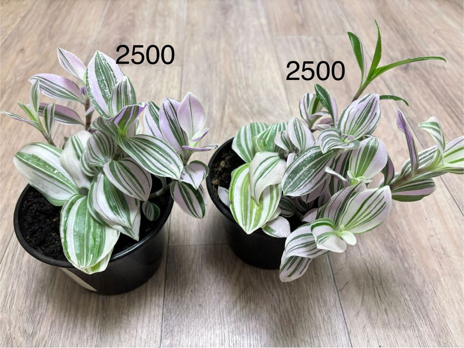 Традесканция Pink Hill