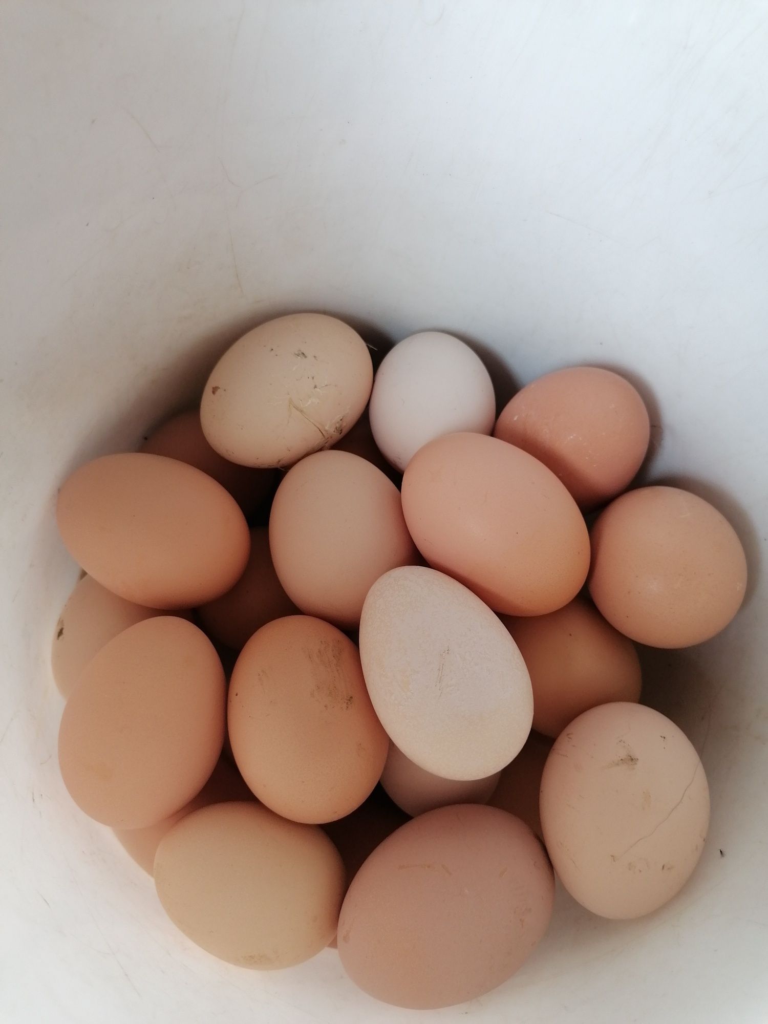 Ouă pentru incubat de găină