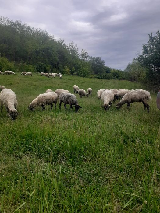 Oi de vânzare  soffolk și țigaie.