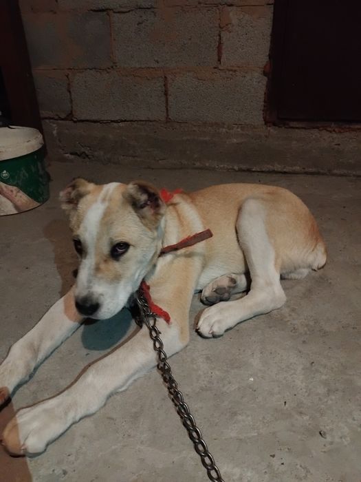 собака алабай 3месяца