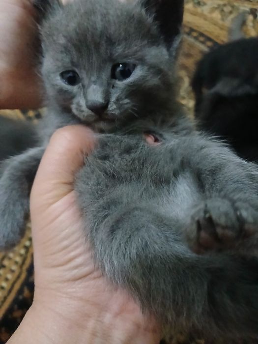 Котята серые 3 черное 2