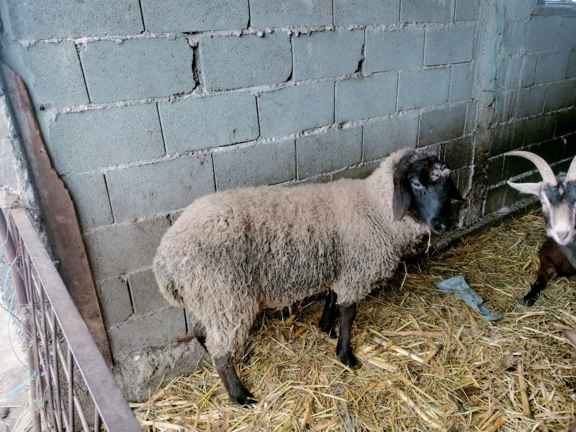 Vând berbecuti metis Texel