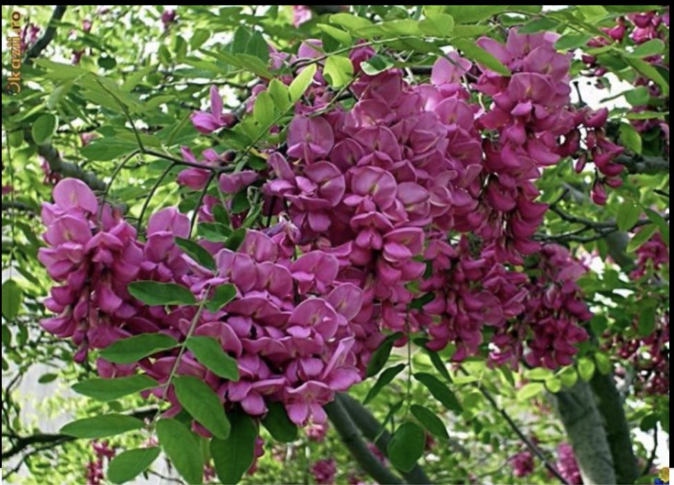 Salcam galben si salcam roz