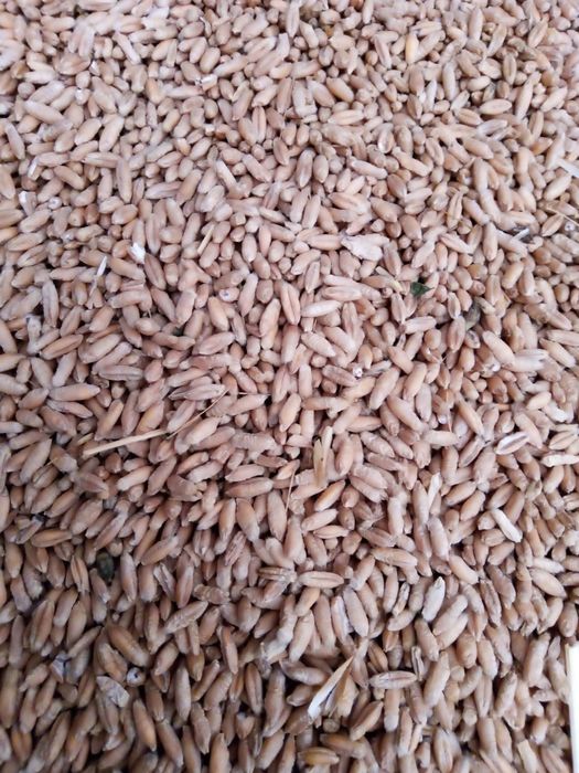 Triticale de vinzare