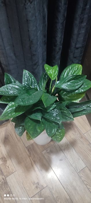 Эпипренум Марбл Плэнет