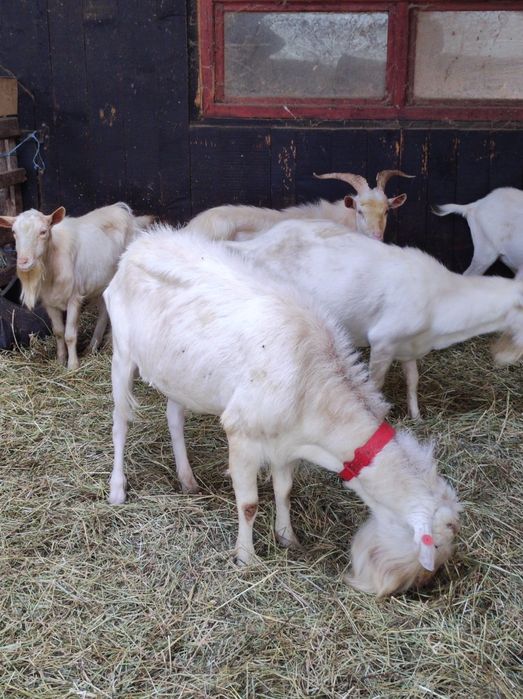 Berbeci sufolk,lacaun,tigaia sarbeasca,tapi saanen