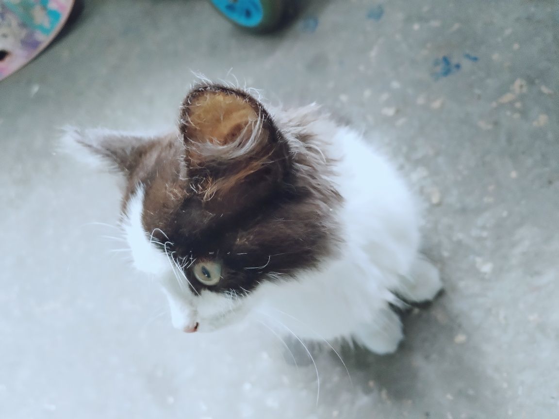 Котёнок - девочка!