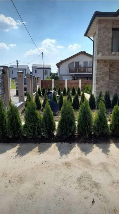 Tuia de pepeniera aclimatizate