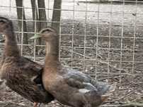 Vând Rate Mute,Rouen si Pekin.Trimit în tara!