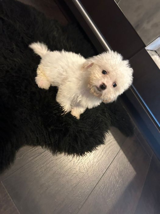 Bichon maltez alb doua luni