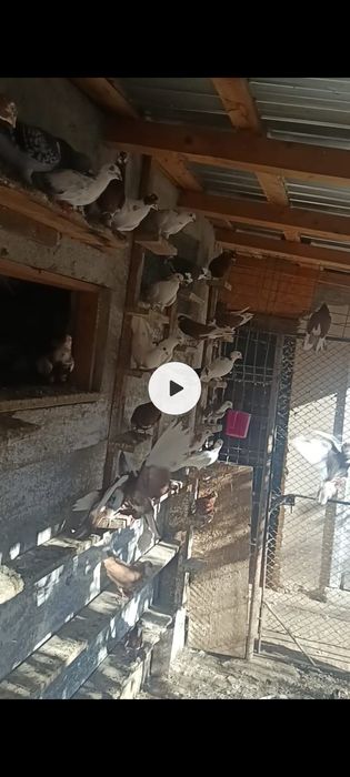 Porumbei jucători de Galați