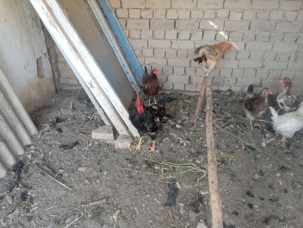 Jaydari tovuq xoʻrozlar sotiladi