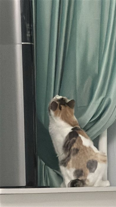 Кошка Муиза ищет новых друзей