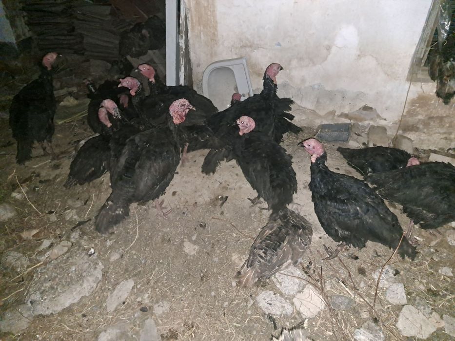 Курка индук биг 6 здоровье