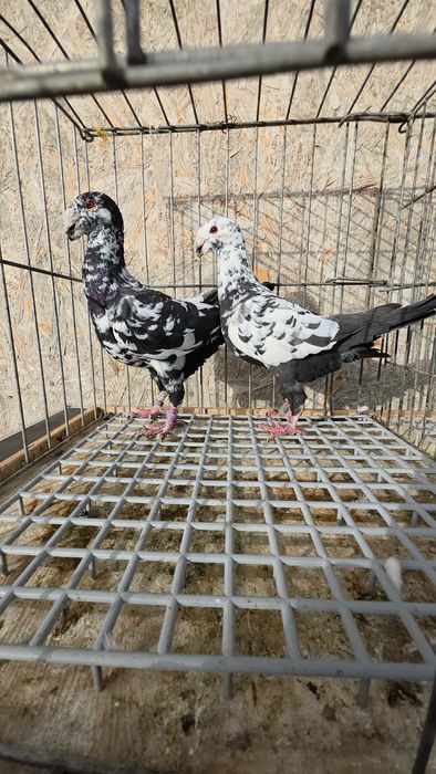 Porumbei Voiajori germani, Americani, Rotati