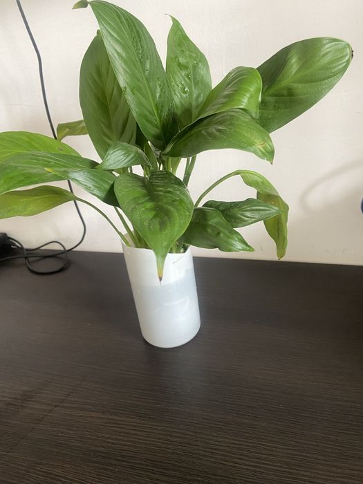 Спатифиллиум Женское счастье на воде и в грунте