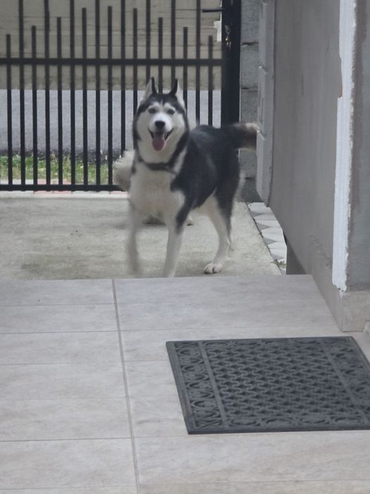 Donez câinii Husky siberian