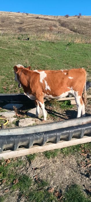 Vând vițauă bălțată