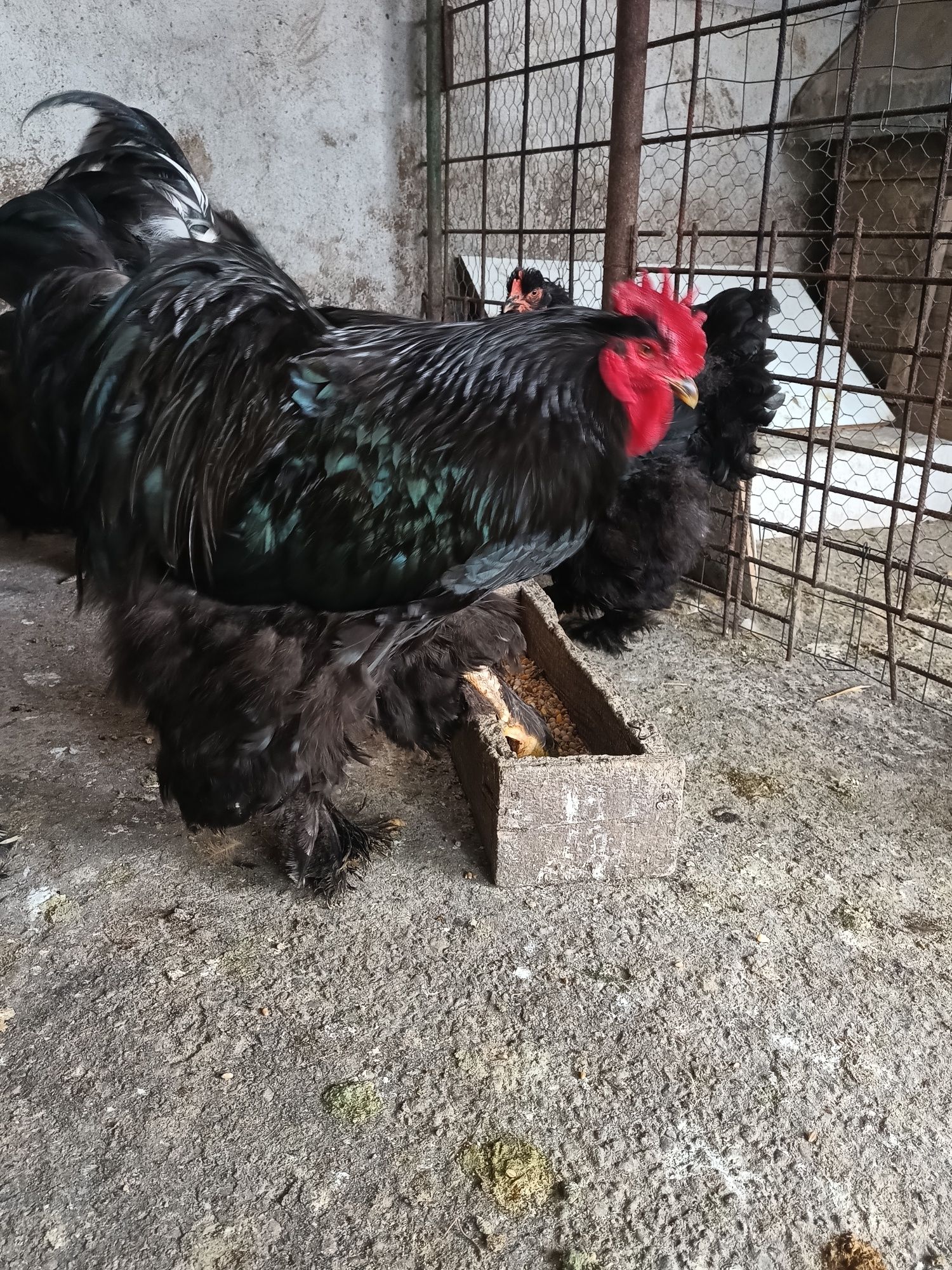 Cochinchina urias