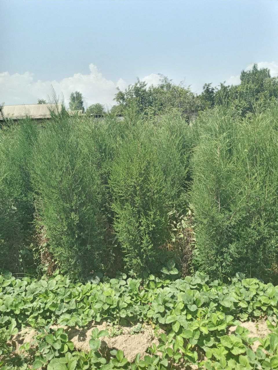 Можжевельник кучатлари сотилади