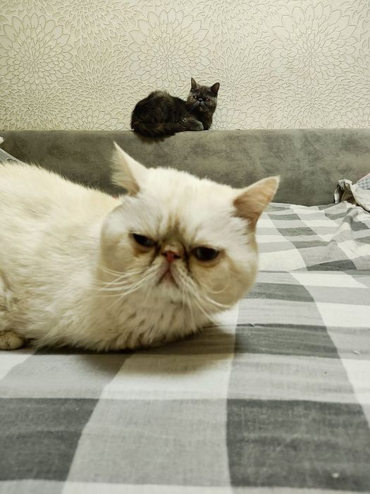 Продается котенок экзот мальчик