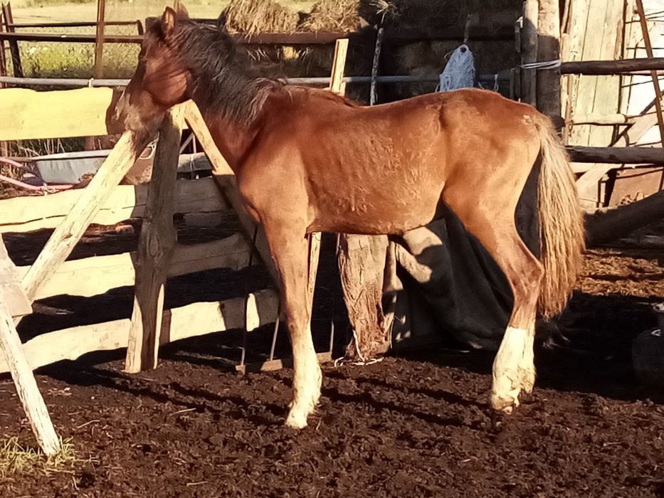 Продам жеребчика 1,2 года.