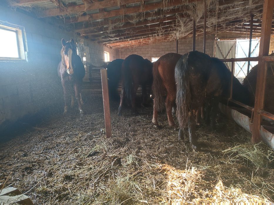 Продам тайчеков 1.5 полтора и 2 года цена от 450000 тг до 480000 тг