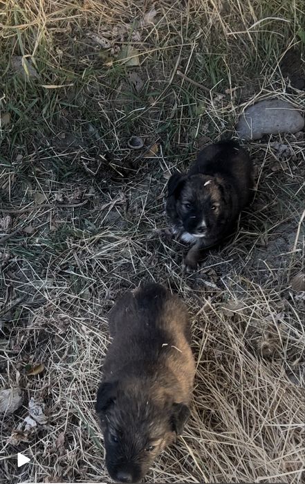 Kuchik bolalari 7 dona tekinga opketsela boldi