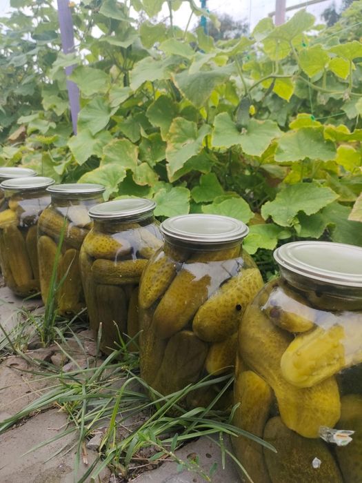 Соленья огурцы