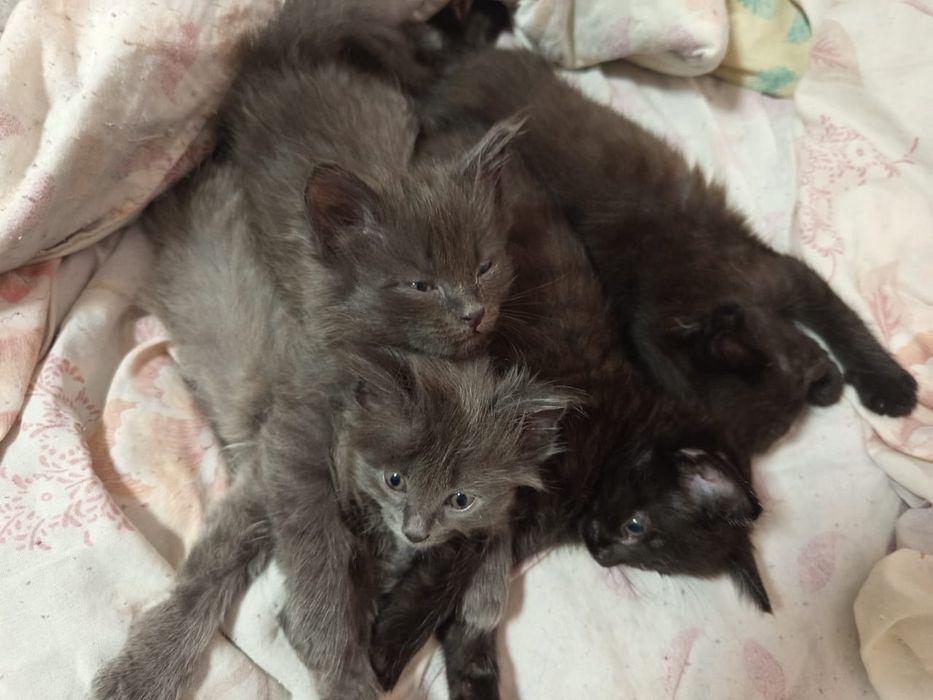 Срочно ищут дом котята