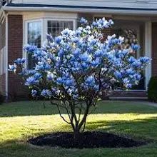 Magnolie blu opal