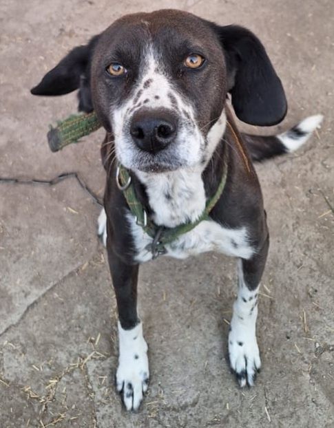 В добрые руки собаку