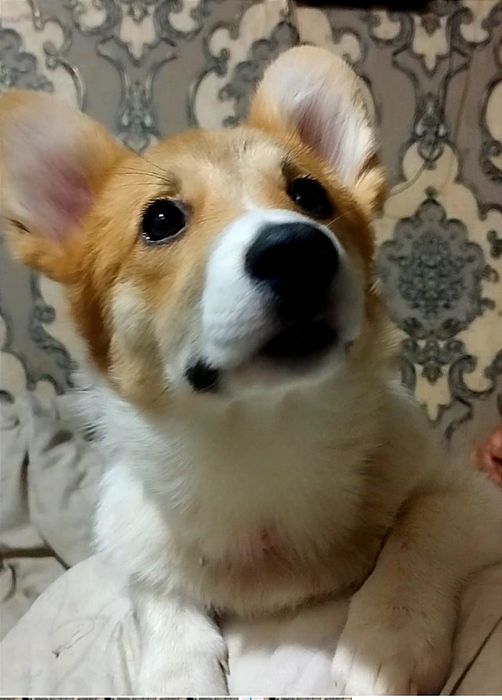 В продаже вельш пемброк корги