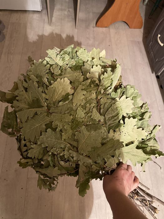 Продам веники дубовые