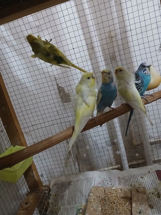 Babichkalar sotiladi soglom parasi 500 ming