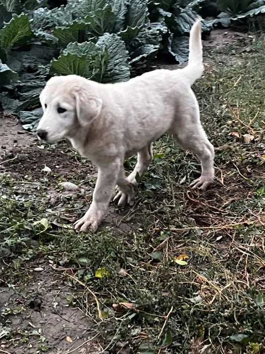 Ciobănesc de Asia Centrală