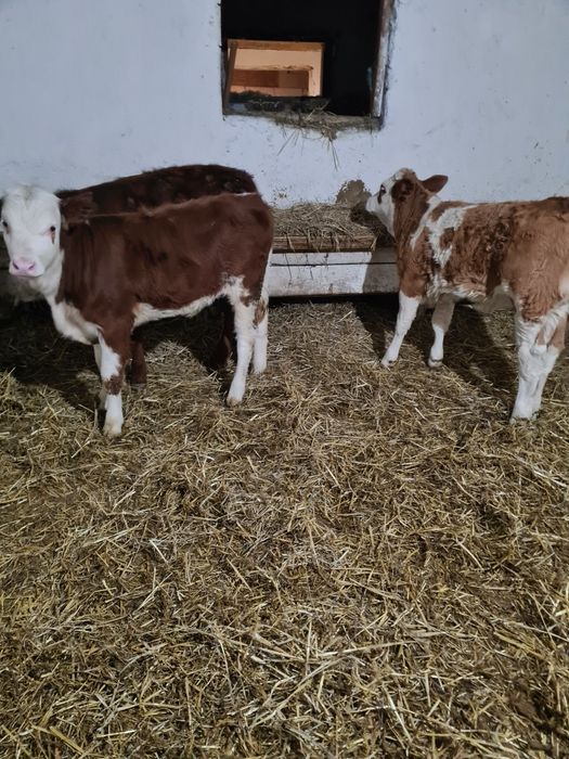 De vânzare 4 vitele