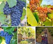 Avem la vânzare struguri pentru cel mai calitativ vin 
Avem următoarel