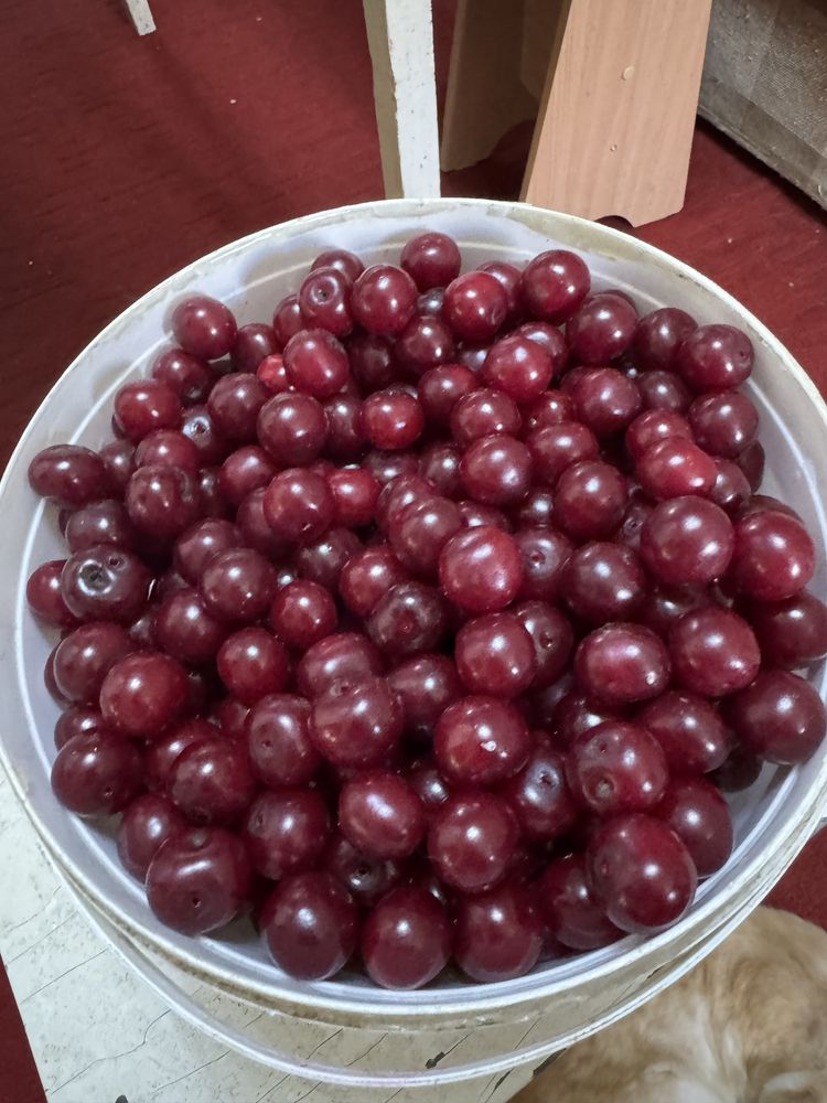 Продам вишню спелую, сладкую, крупную