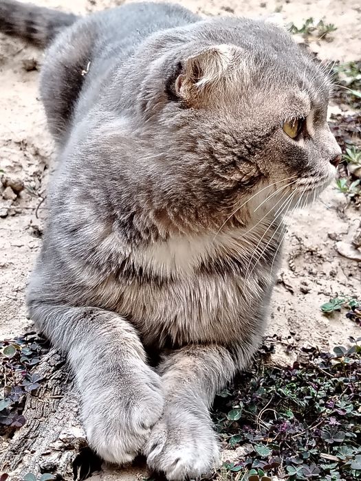Mushuklar yuvosh