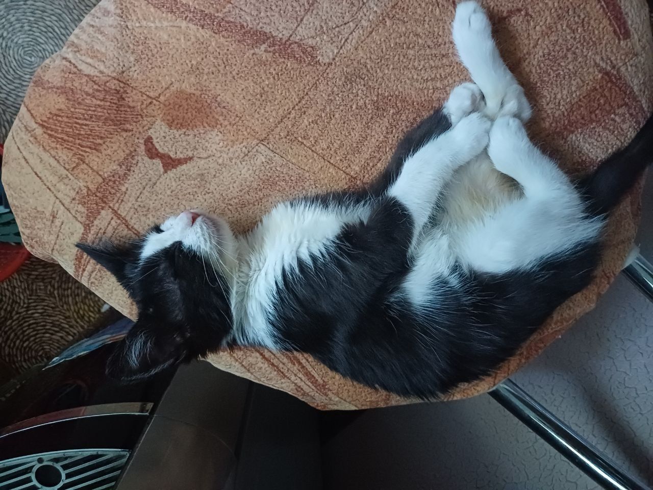 Отдаю котенка в добрые руки