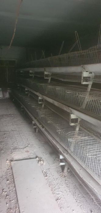 Katak tovuqlar uchun