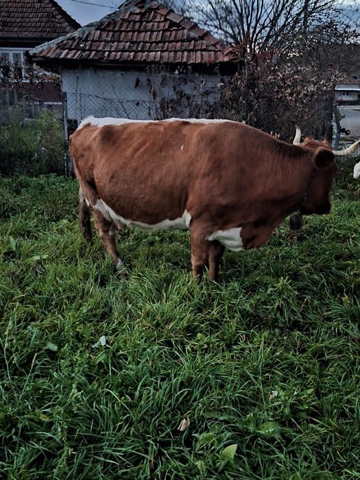 Vand vaca bună de lapte