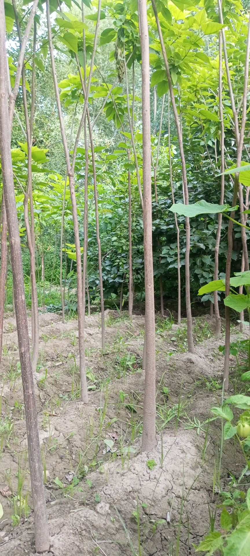 Декаратывни кочатлар