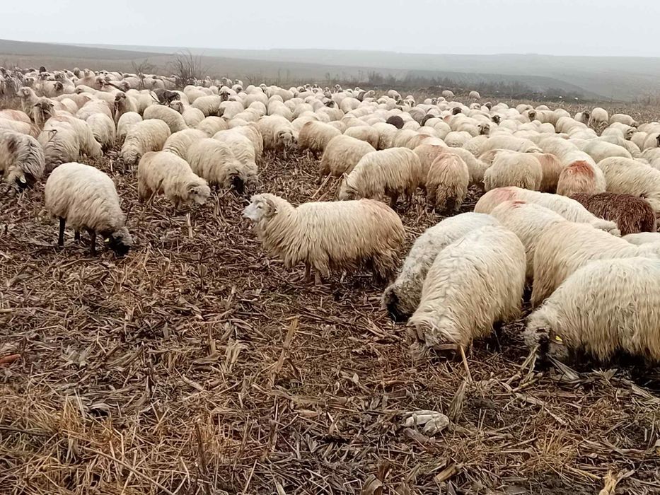 Vand 100 de oi pe alese