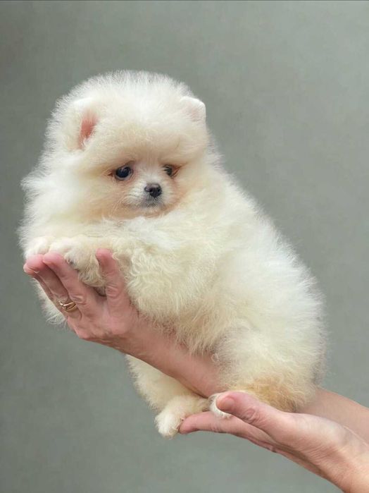 Щенки шпиц малыши