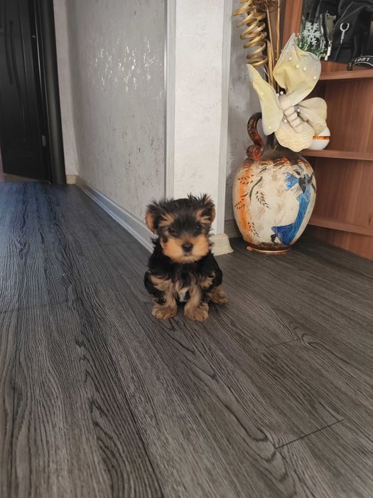 Йоркширски териер