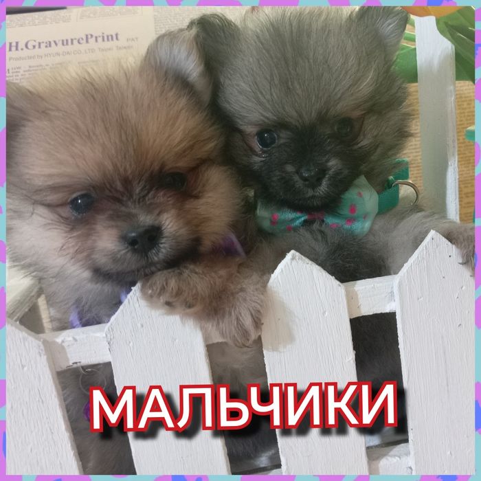 Померанские шпицы.Мини.Мишки. Сейчас малышам 1 месяц.Цена от 90 000