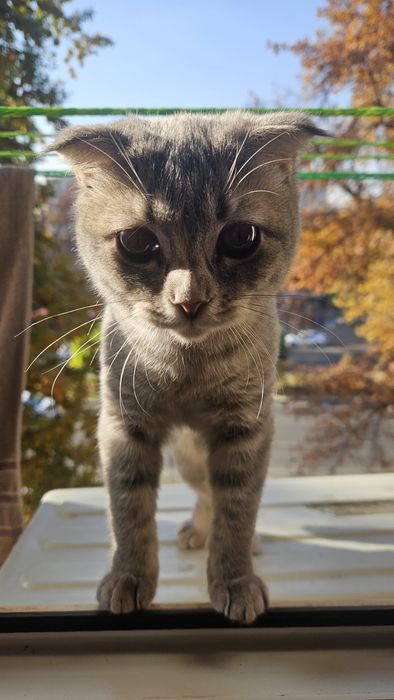 Skottish fold. Mushuk qiz bola 6 oylik. Sogʻlom 100%