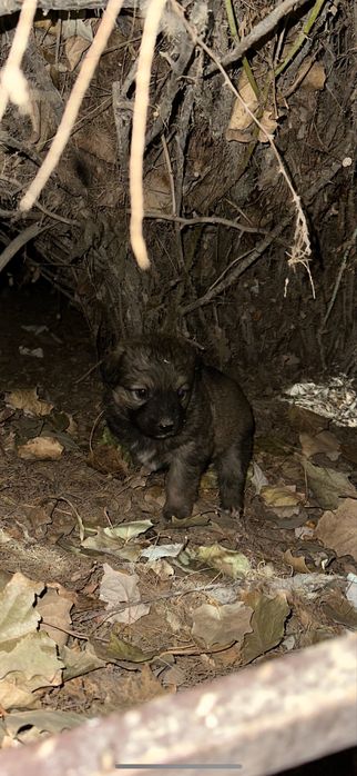Отдам щенок добрые руки даром
